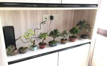 2020年10月 买2颗石化桧盆栽 图片