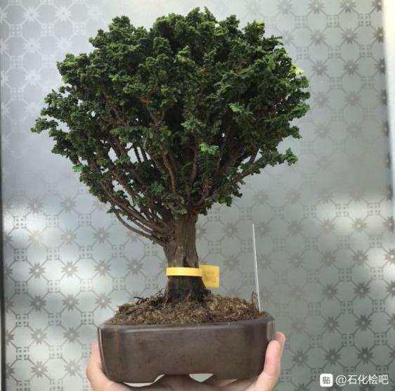 这棵石化桧盆栽