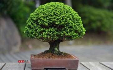 乌鲁木齐 石化桧盆栽能养好吗