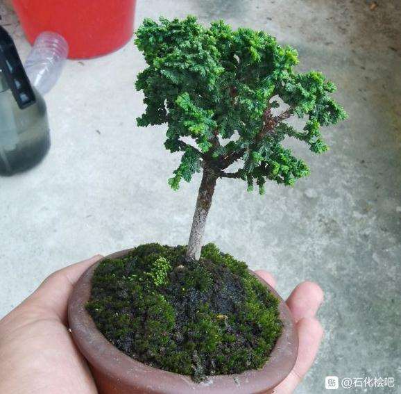 石化桧盆栽 叶子有些干 要死了吗 图片