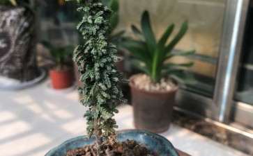 石化桧盆栽叶子有些干 要死了吗 图片