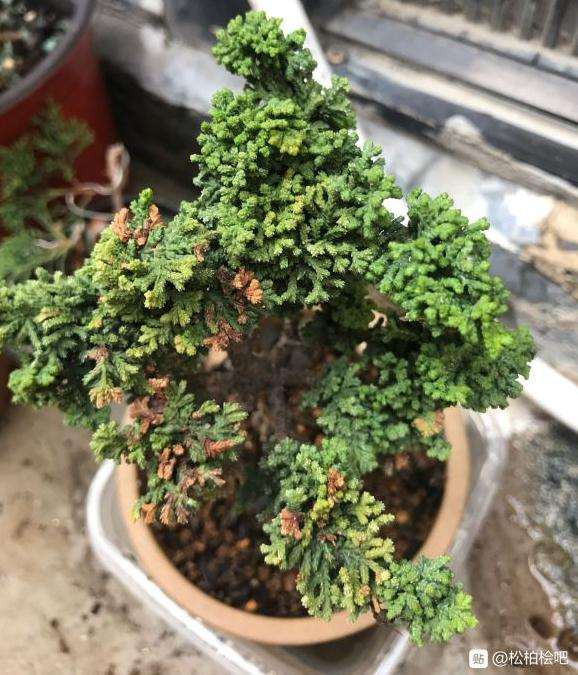石化桧盆栽叶子一点黄 怎么办 图片