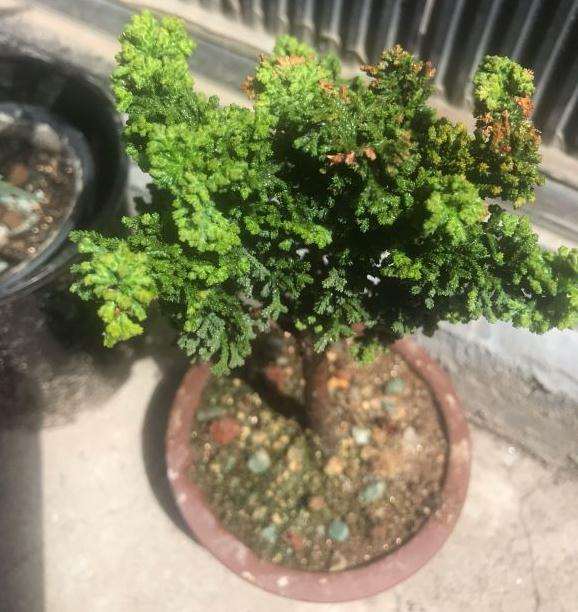 石化桧盆栽叶子一点黄 怎么办 图片