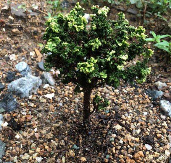 石化桧盆栽叶子一点黄 怎么办 图片