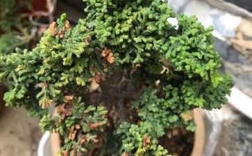 石化桧盆栽叶子一点黄 怎么办 图片