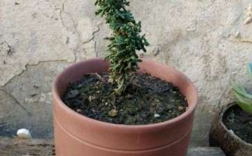 石化桧盆栽慢慢养吧 怎么样 图片