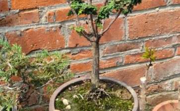 石化桧盆栽高压3个月了 没长根 图片