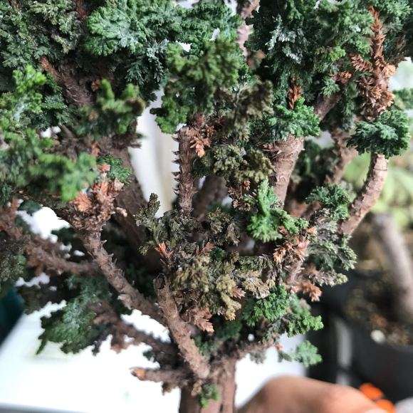 石化桧盆栽怎么回事