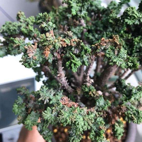 石化桧盆栽怎么回事