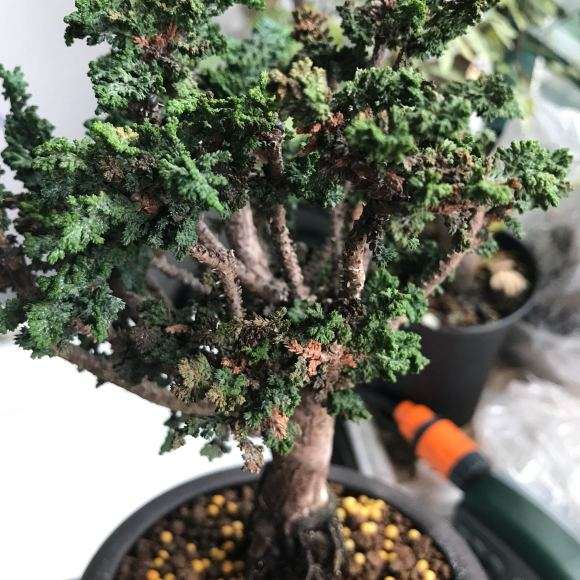 石化桧盆栽怎么回事