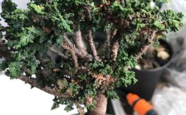 石化桧盆栽怎么回事 一直在枯萎 图片