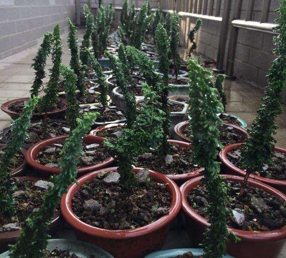 石化桧盆栽 半月放一次菜饼吗