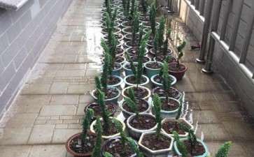 石化桧盆栽 半月放一次菜饼吗 图片