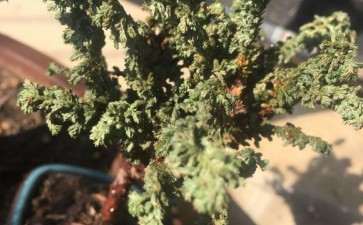 石化桧盆栽阳光少 叶子发干 图片