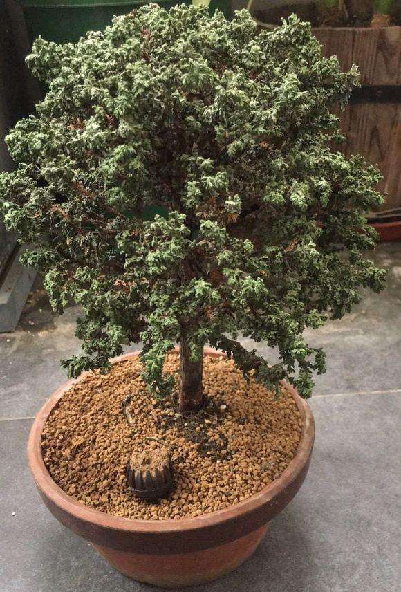 石化桧盆栽叶片发干了