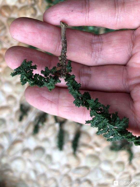 石化桧盆栽刚修剪下来的枝