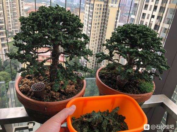 石化桧盆栽刚修剪下来的枝