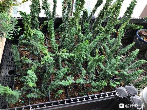 石化桧盆栽刚修剪下来的枝