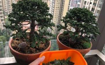 石化桧盆栽刚修剪下来的枝 自己扦插了