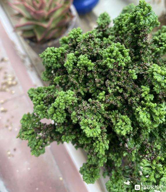 石化桧盆栽部分叶尖发黑