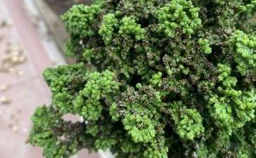 石化桧盆栽部分叶尖发黑 怎么办 图片