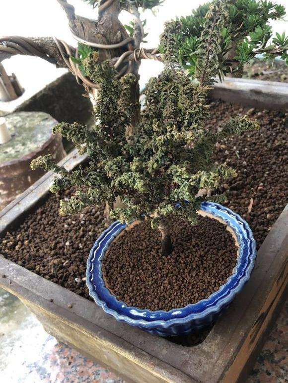 为什么石化桧盆栽换盆后