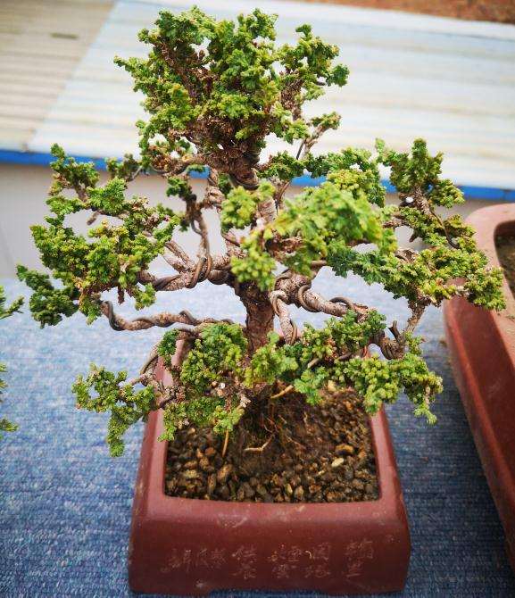 石化桧盆栽3个月不见发新叶