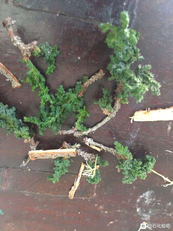 石化桧盆栽 忍不住手痒