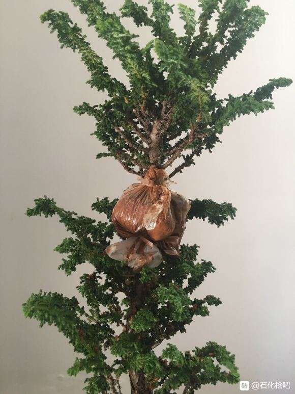 石化桧盆栽 忍不住手痒