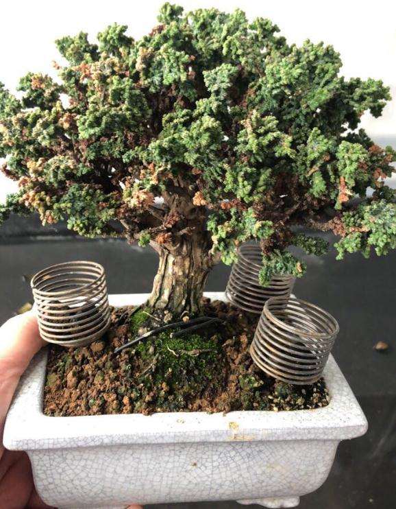 石化桧盆栽枯枝越来越多