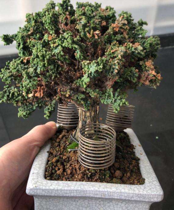 石化桧盆栽枯枝越来越多