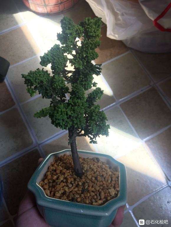 石化桧盆栽怎么能长得茂盛点的方法