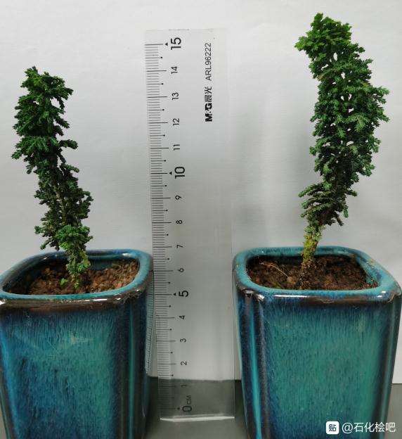 新买的2个石化桧盆栽 怎么样 图片