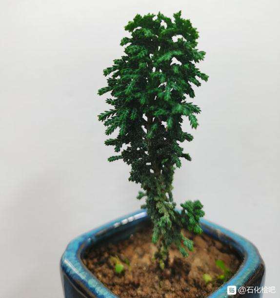 新买的2个石化桧盆栽 怎么样 图片