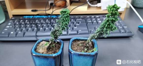 新买的2个石化桧盆栽 怎么样 图片