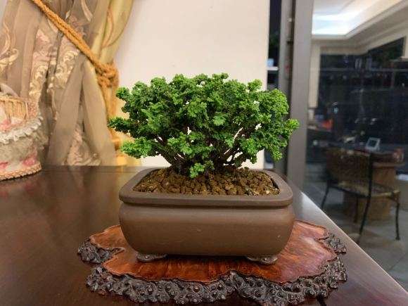 石化桧盆栽怎么高压浇水的方法