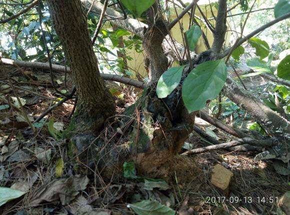 这是老鸭柿下山桩吗