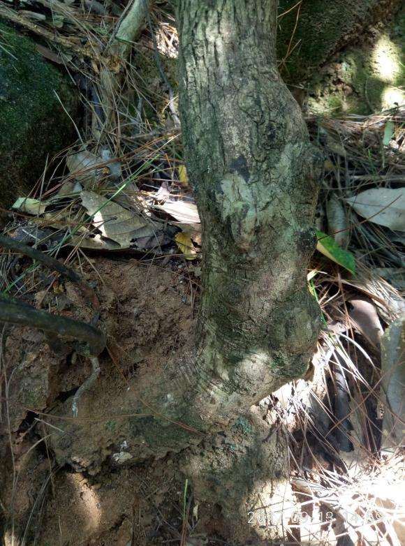 这是老鸭柿下山桩吗