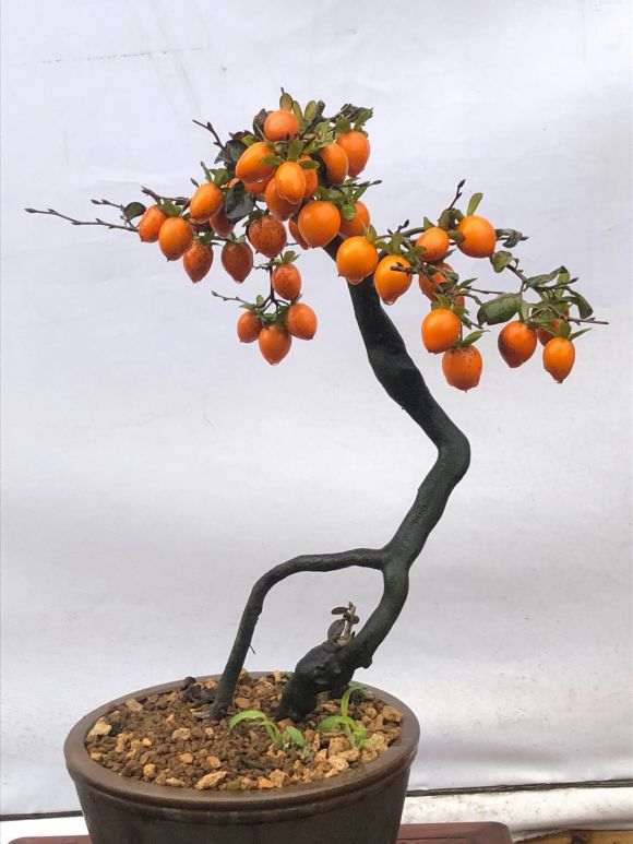 老鸭柿下山桩结了很多果子