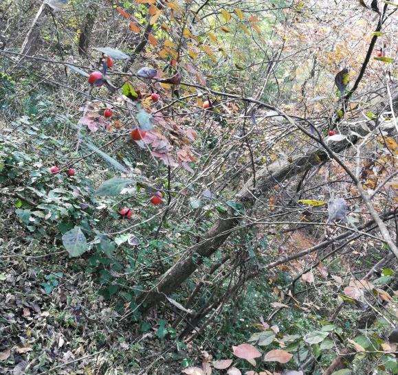 为什么老鸭柿下山桩不落叶