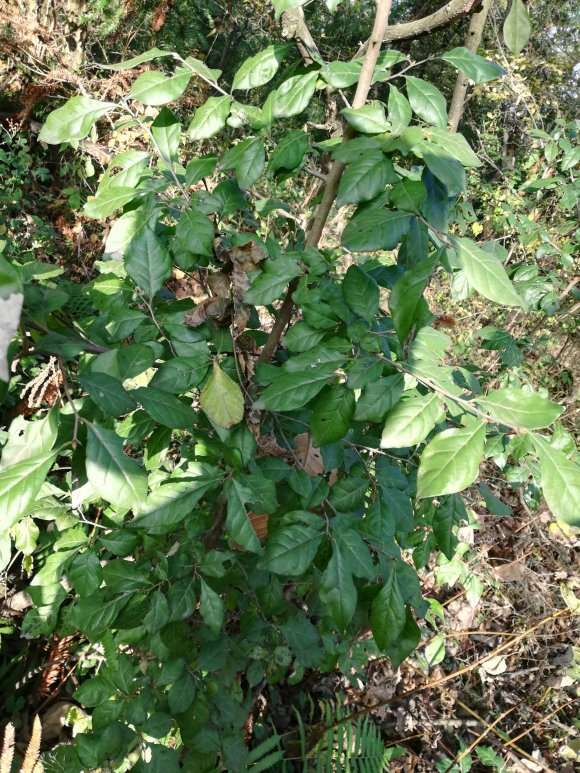 为什么老鸭柿下山桩不落叶