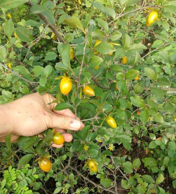 老鸭柿下山桩什么时候挖好