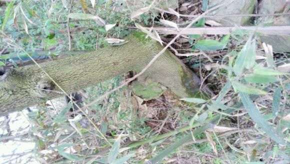 这是老鸭柿下山桩吗