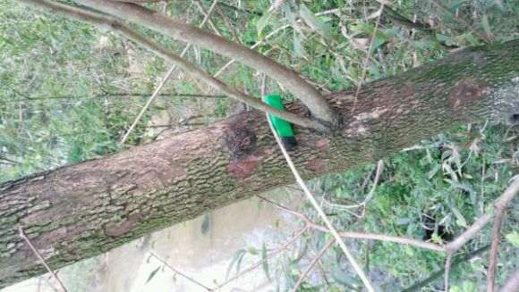 这是老鸭柿下山桩吗