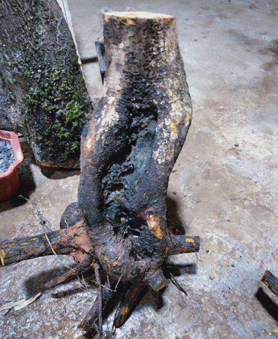 老鸭柿下山桩怎么种植的过程