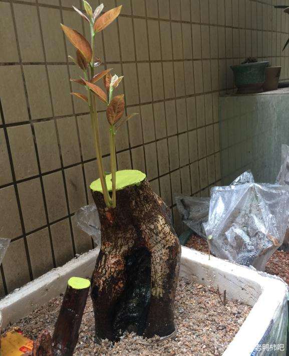 老鸭柿下山桩怎么种植的过程