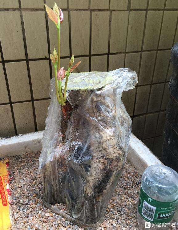 老鸭柿下山桩怎么种植的过程