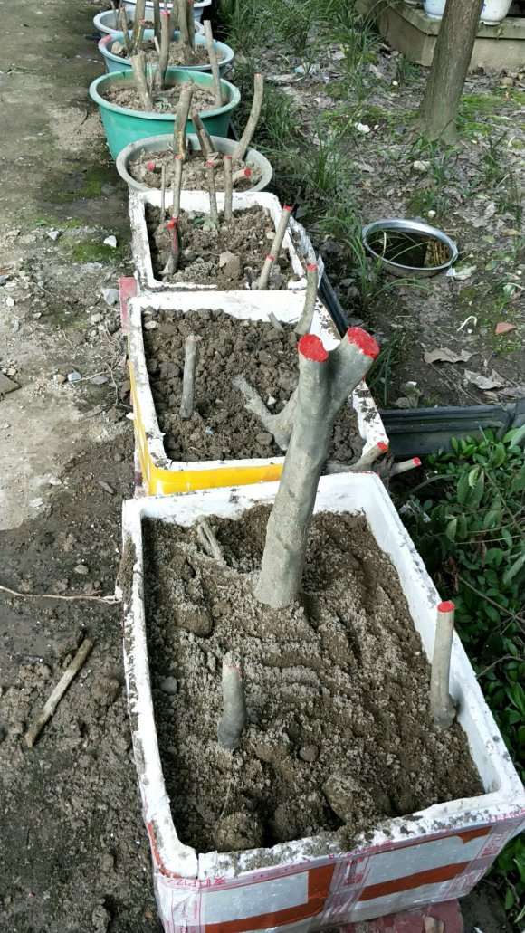 今天挖的老鸭柿下山桩