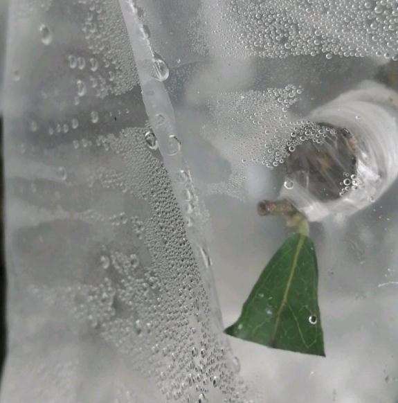 老鸭柿下山桩嫁接38天