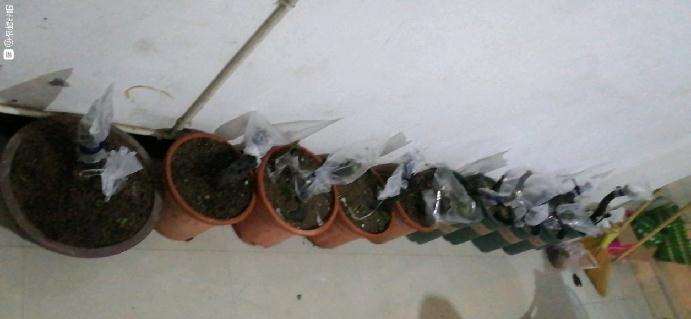 老鸭柿下山桩嫁接38天